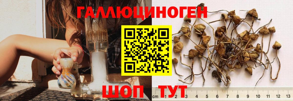 Псилоцибиновые грибы Psilocybine cubensis  Вход с VPN  Кингисепп 